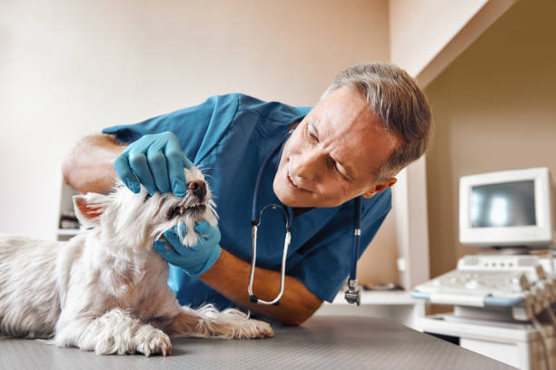 Best Broken Tooth Emergency  in Moyie Springs, ID